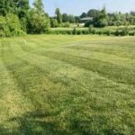 Lawn